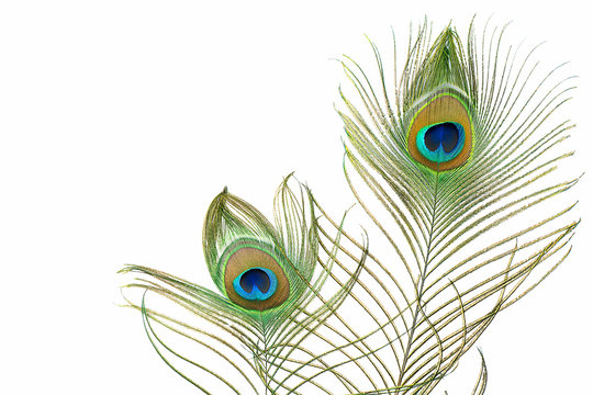 Peacock feathers on white background