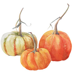 Watercolor pumpkin. Autumn vegetables - 121789726