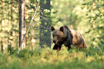 browm bear walking in forest