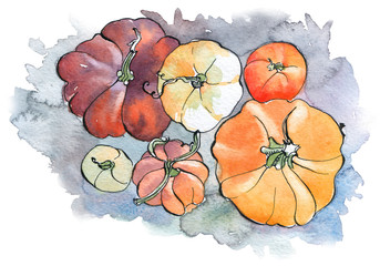 Watercolor pumpkin. Autumn vegetables