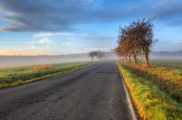 Road and fog and the silhouette of trees
