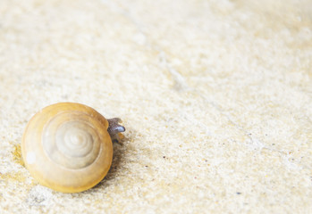 snail