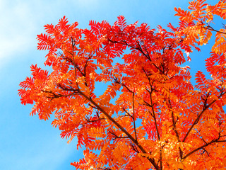 orange rowan leaves against the blue sky in a sunny day