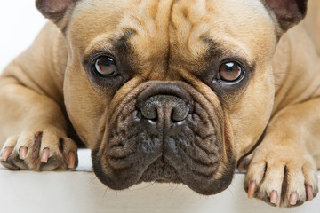 Beautiful french bulldog dog