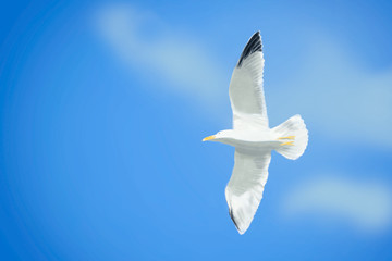 Möwe