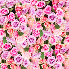 background of pink and violet fresh roses close up