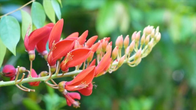 Closeup Bidwell's Coral Tree,Erythrina variegata, with in sect