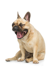 Obraz premium Beautiful french bulldog dog