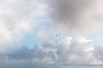 A flock of geese in flight over Iceland