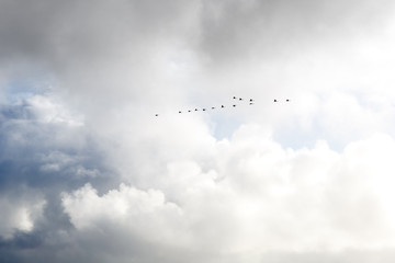 A flock of geese in flight over Iceland