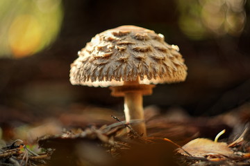 macrolepiota procera