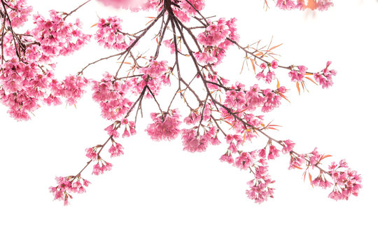 Cherry Blossom Isolated White Background