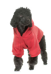 dressed black poodle in studio