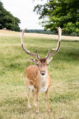 Naklejka na ściany i meble Deer in Richmond Park 