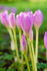 Pink blossoming crocuses , close up