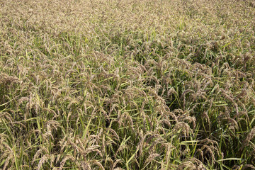 Ears of rice in paddy field