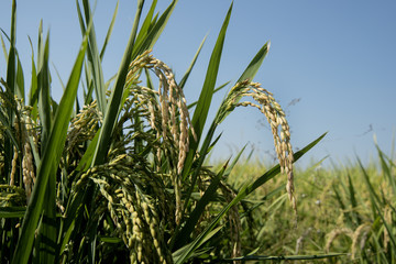 Ears of rice in paddy field