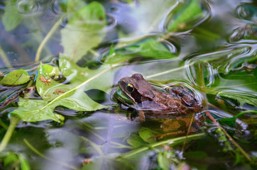 Frog in pond