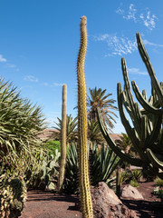 Giant Organ Pipe cactus on Fuerteventura, Canary Islands, Spain