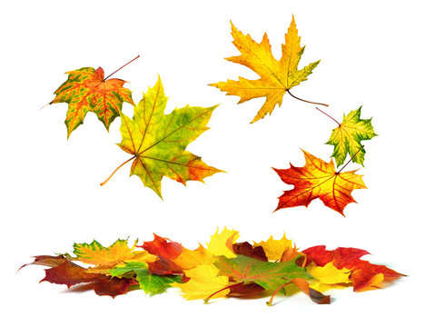 Fallende bunte Herbst Bl&auml;tter auf wei&szlig;em Hintergrund
