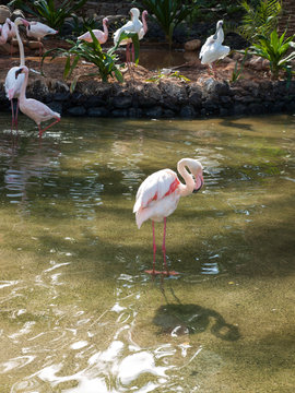 Nice pink big bird Greater Flamingo, Phoenicopterus ruber