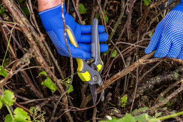 Worker is pruning plant branches, gardener is thinning red currant bush branches, horticulture...