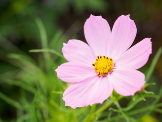 Common cosmos