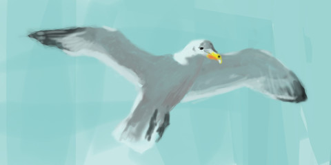 Möwe