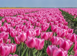 Field with pink tulips