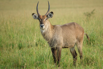 Portrait of a Waterbuck bull