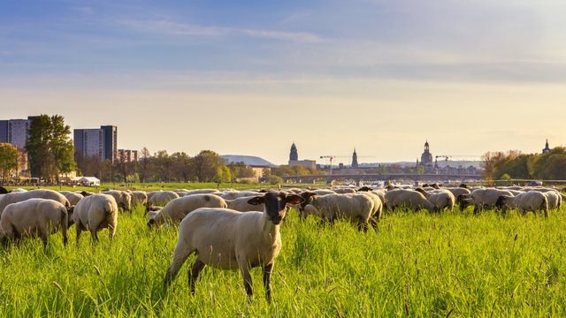 Dresden Sonnenuntergang mit Schafe