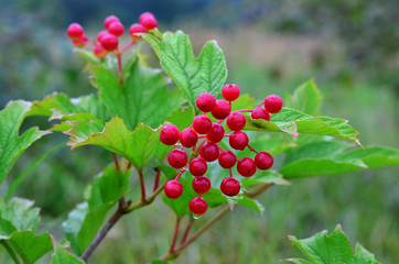 Obraz premium Viburnum berries