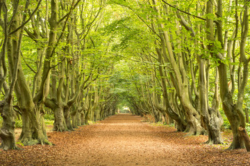Alte Allee mit knorrigen Buchen bei Oostkapelle nahe Strand