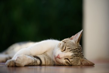 Gattino che dorme sul pavimento