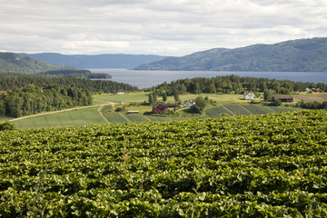 Norway landscape of fields strawberries and Fjords