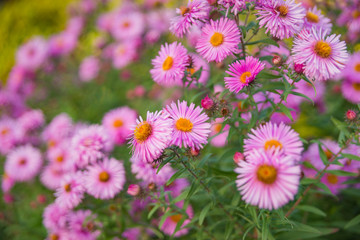 Obraz premium Blumen