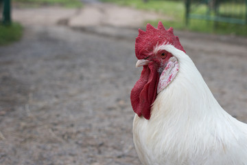 The head of the white rooster on the background of the road with tire tracks, close up, symbol 2017