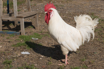 White rooster striding across the yard, symbol 2017