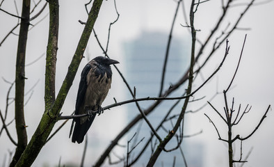 Hooded crow sitting on tree branch