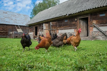 Papier Peint photo Lavable Poulet élevage de poulets en liberté dans un village de Pologne