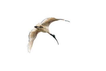 White Ibis in flight