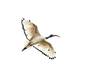 White Ibis in flight