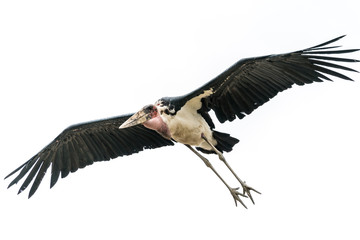 Marabou Stork in mid flight