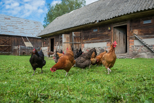 free range chicken farm in a village in Poland