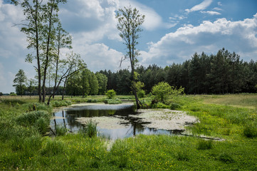 small pond on a meadow in Mazowsze region in Poland