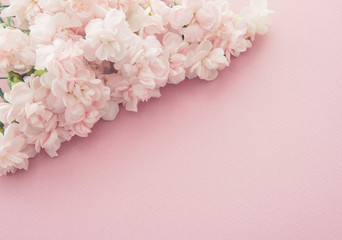 ピンクのスプレーカーネション