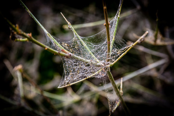 Web