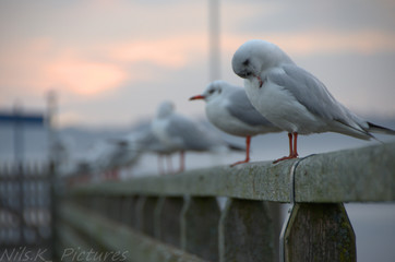 Seagulls
