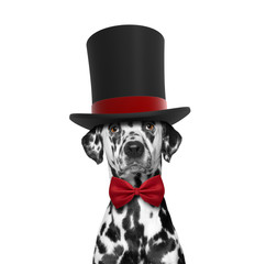 Dog in a high hat cylinder and necktie