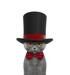 Cute cat in a high hat cylinder and necktie - 121798366